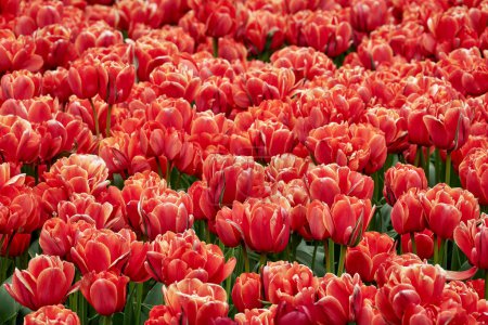 Image natural background of red blooming tulips