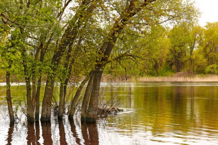 Landschaftsbild von Bäumen im Wasser nach dem Austreten eines großen Flusses