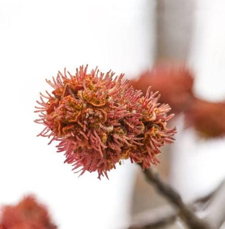 Bild der weiblichen Blüten von Zuckerahorn oder Silberahorn Acer saccharum