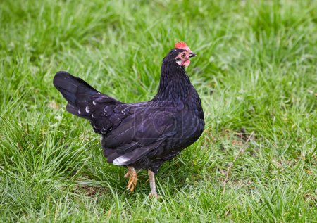 Image of domestic feathered bird black hen on green grass