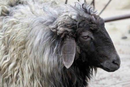 Imagen de una oveja animal con un muzzl negro