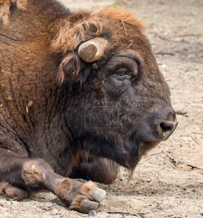 Foto de Imagen de un bisonte salvaje de vacaciones - Imagen libre de derechos