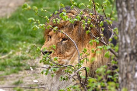 Image of the head of an adult lion in the bushes under a tree