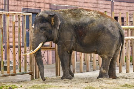 Photo for Image of a large elephant with tusks in a zoo enclosure - Royalty Free Image