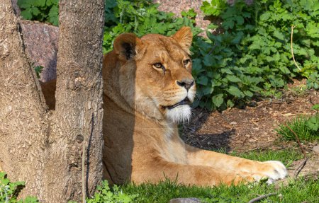 Image of an adult lioness lying under a tree