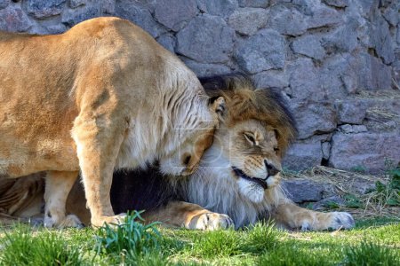 Image of wild animals lion and lioness in the zoo