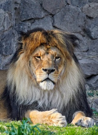 Image portrait of an adult lion with a lush mane in a zoo