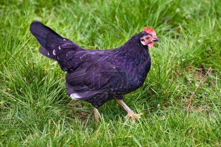 Bild des heimischen gefiederten Vogels schwarze Henne auf grünem Gras
