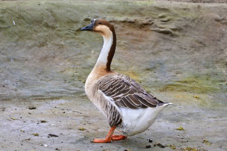 Image of a domestic feathered bird goose walking in the yard