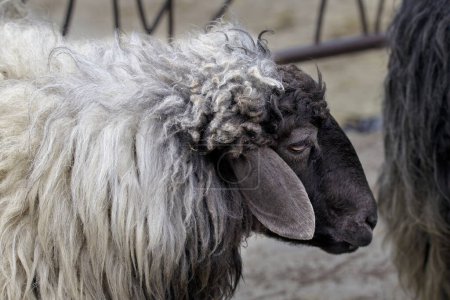 Imagen de una oveja animal con un muzzl negro
