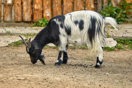 Bild einer jungen Ziege mit buntem Horn