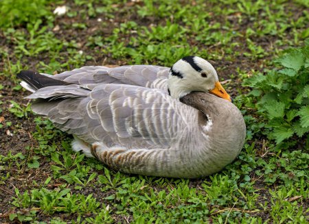 Image of waterfowl wild bird mountain goose sitting on the grass