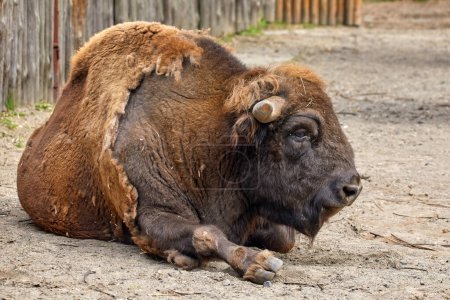 An image of the artiodactyl animal bison lies in a zoo enclosure