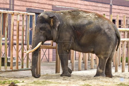 Image of a large elephant with tusks in a zoo enclosure
