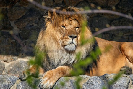 Bild eines erwachsenen Löwen, der auf Steinen unter einem Baum liegt