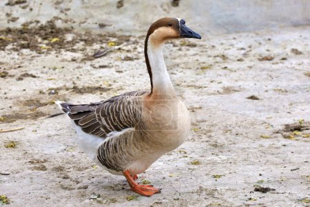 Image of a domestic feathered bird goose walking in the yard