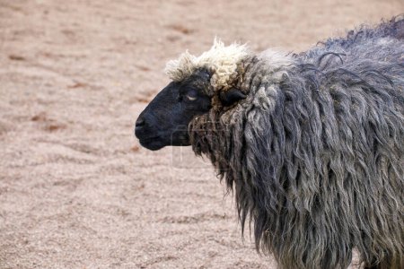 Image of an animal sheep with a black muzzl