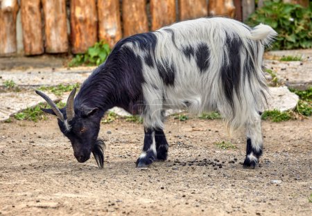 Image of a young goat with variegated horn