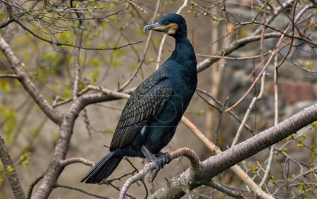 Image of waterfowl wild bird cormorant sitting on a tree branch