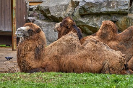 Imagen de dos grandes camellos tendidos sobre el gras