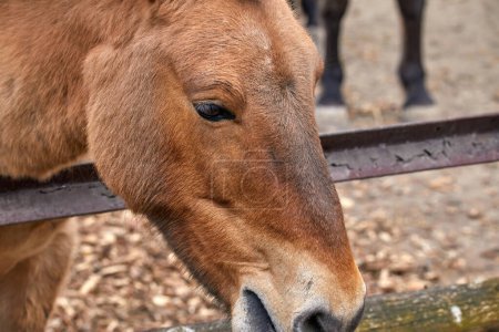 Bild des Kopfes eines Przewalski-Pferdes, das Gras knabbert