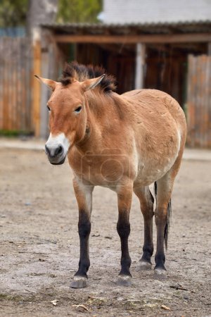Image of the artiodactyl animal Przewalski's horse in the zoo's enclosure