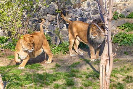 Image of predatory animals lion and lioness in the zoo enclosure