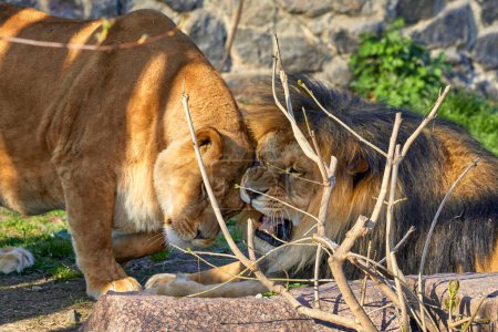 Image of predatory animals lion and lioness in the zoo enclosur
