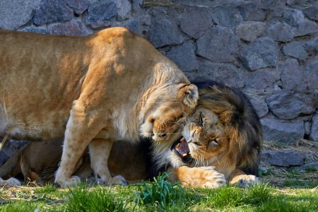 Image of predatory animals lion and lioness in the zoo enclosure
