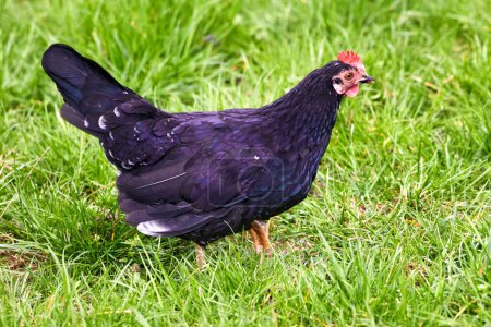 Image of domestic feathered bird black hen on green grass