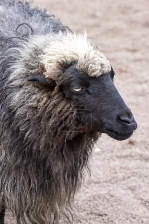 Bild eines tierischen Schafes mit schwarzer Schnauze