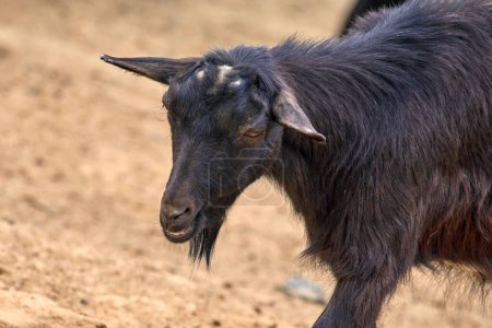 Image of mammal pet black goat hornless