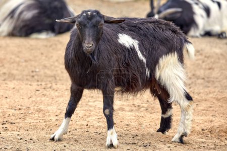 Image of a hornless black goat with white spots