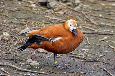Téléchargez les photos : Image d'une sauvagine, un canard cendré, debout sur une jambe - en image libre de droit