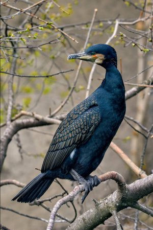 Image of waterfowl wild bird cormorant sitting on a tree branch