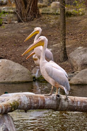 Image of a white pelican sitting on a fallen tree