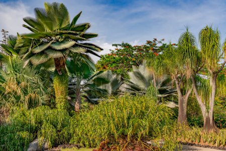 Téléchargez les photos : Jardins botaniques de Singapour avec différents types de palmiers. Le Jardin botanique de Singapour est un jardin botanique de 74 hectares situé à Singapour.. - en image libre de droit