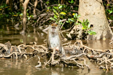 Foto de Macaco de cola larga salvaje se sientan en las raíces de los manglares en el río en el parque nacional Kilim Geoforest, Langkawi, Malasia. - Imagen libre de derechos