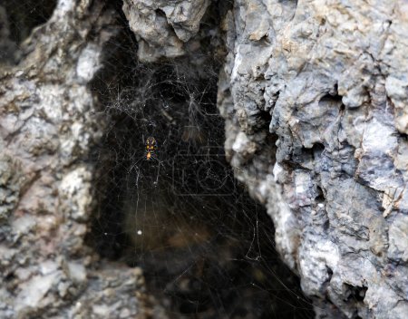 Spider Latrodectus mactans, known as southern black widow or simply black widow, and the shoe-button spider. Arachnid with cobweb in natural habitat