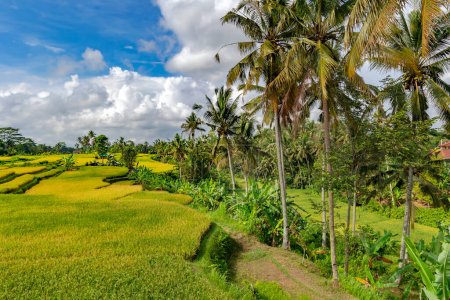 Reisterrassenfelder an einem sonnigen Tag mit hohen Kokospalmen am Feldrand in Ubud, Bali, Indonesien