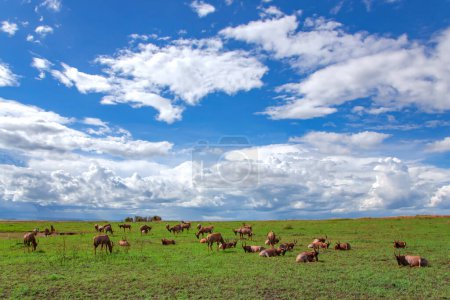 Foto de Gran manada de Antelopes topi (Damaliscus lunatus jimela) pastan en el prado verde en el Parque Nacional Masai Mara, Kenia. - Imagen libre de derechos