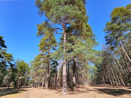Photo for Panorama high pine forest in the Mezaparks district with two alleys, quiet and forest area of Riga, capital of Latvia - Royalty Free Image