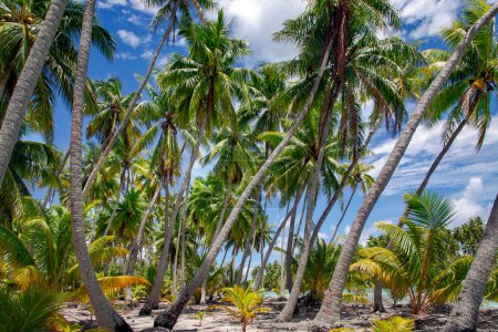 Foto de Naturaleza salvaje e intacta de las islas de la Polinesia Francesa. Palmeras en la costa del océano. Increíble paisaje natural. - Imagen libre de derechos