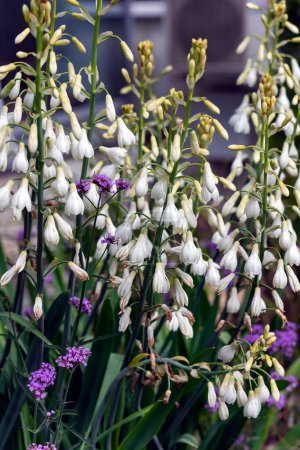 Téléchargez les photos : Floraison de fleurs blanches de lis Berg ou jacinthe d'été (galtonia candicans) dans le parc de la ville gros plan - en image libre de droit
