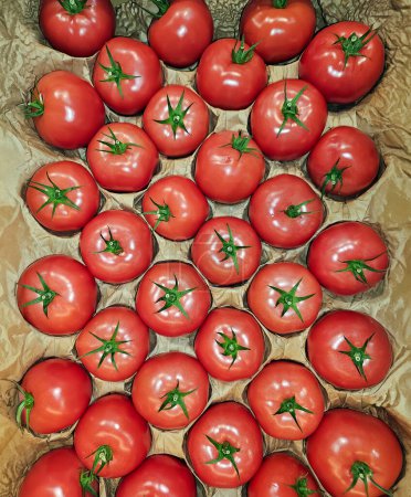 Foto de Vista de tomates maduros que están cada uno en una celda de papel separada en filas en un cajón. - Imagen libre de derechos