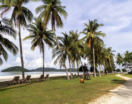 Tropical Chenang beach with tall palm trees near the Andaman Sea on Langkawi island, Malaysia. Natural landscape of a tropical beach.