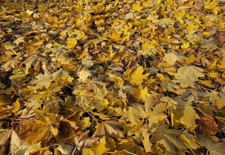 Foto de Otoño de arce amarillo caído y hojas de roble en el suelo en el parque de cerca. Follaje amarillo. Hojas de otoño en el suelo. - Imagen libre de derechos
