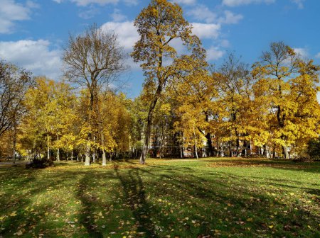 Foto de Hermoso parque de otoño con árboles altos con follaje amarillo y césped de hierba verde en Riga. Letonia. Naranja roble y arce amarillo. Concepto ambiental bien mantenido. - Imagen libre de derechos
