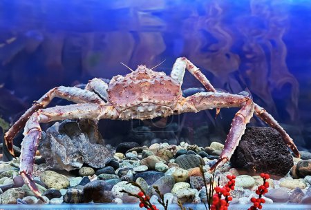 Téléchargez les photos : Énorme crabe Kamchatka vivant dans l'aquarium du restaurant My Fish à Moscou, en Russie. Délices de la mer. Crabe royal rouge. Paralithodes Camtschaticus - en image libre de droit