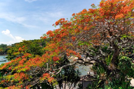 Quaresmeira ist ein Baum von bemerkenswerter Schönheit, der durch den Überschwang seiner Blüten verzaubert und eine wichtige ökologische Rolle beim Wiederaufbau der Grünanlage in Buzios, Rio de Janeiro, Brasilien spielt..